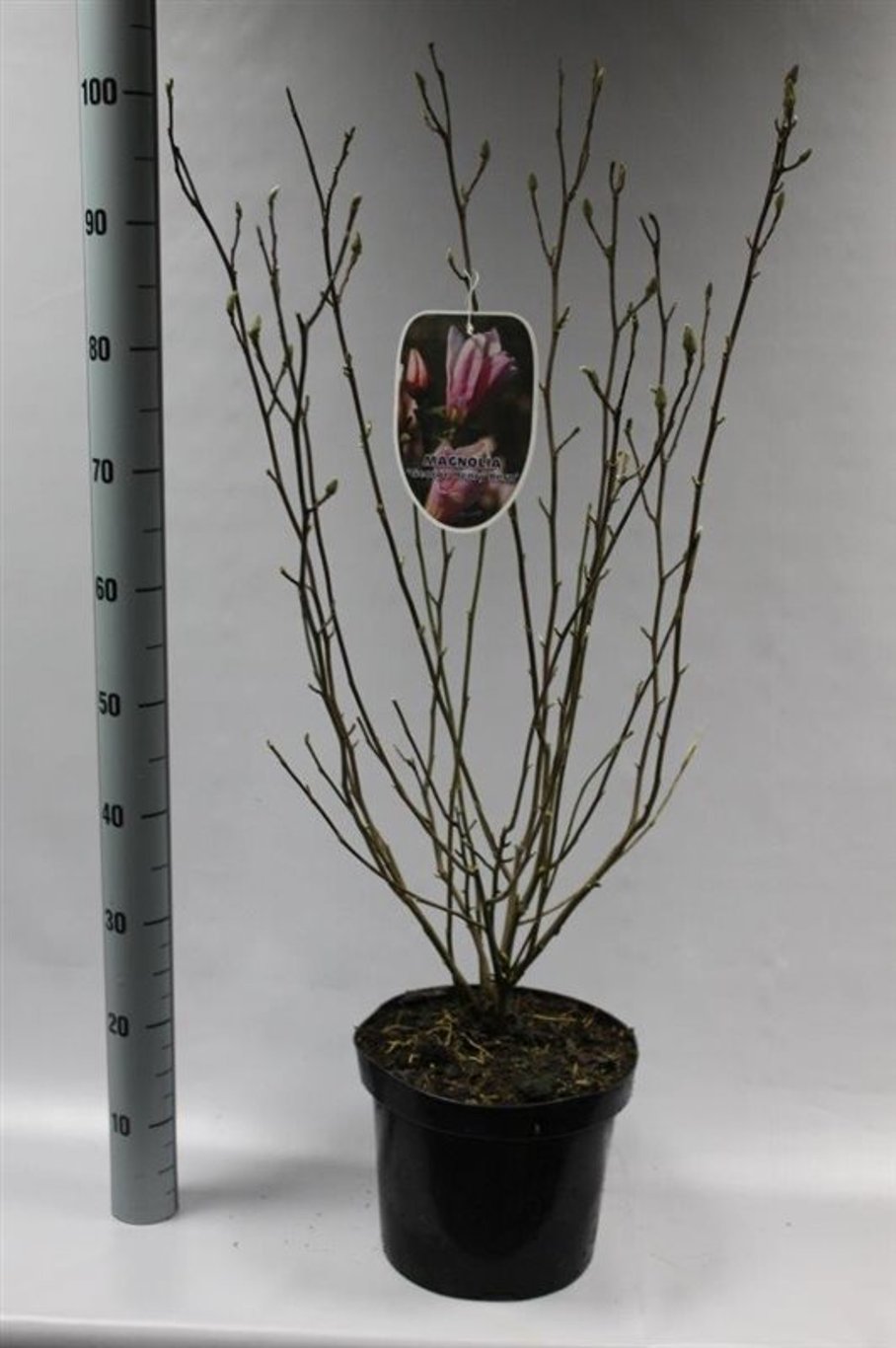 Magnolia 'George Henry Kern' - C7.5 80-100 CM